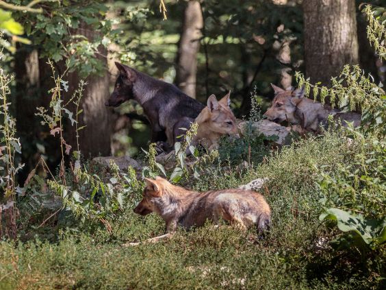 Wolven in het wildpark